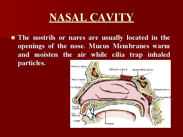 NASAL CAVITY n The nostrils or nares openings of the nose. and moisten the