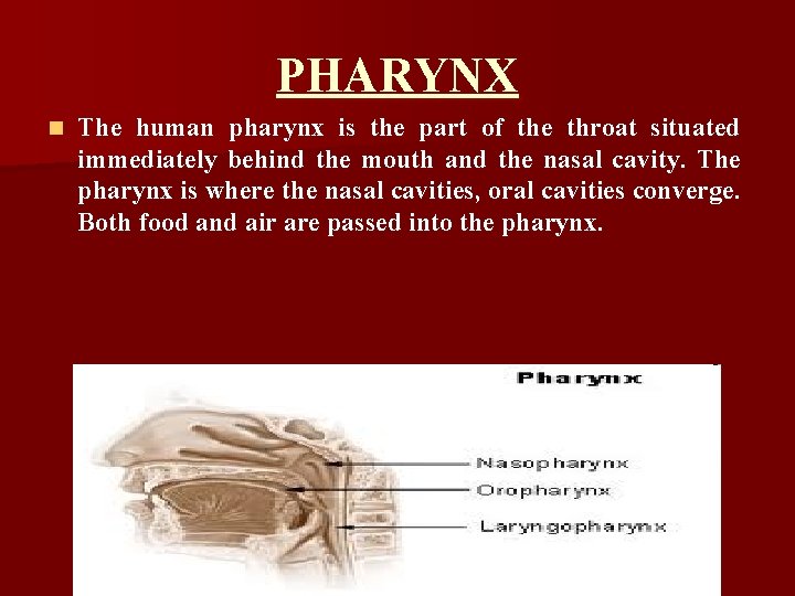 PHARYNX n The human pharynx is the part of the throat situated immediately behind