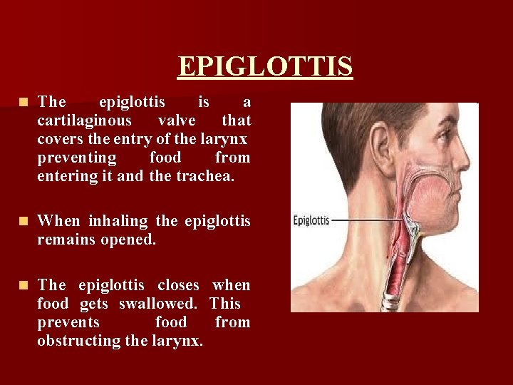 EPIGLOTTIS n The epiglottis is a cartilaginous valve that covers the entry of the