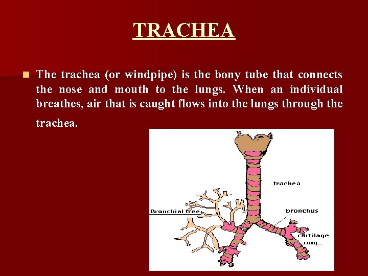 TRACHEA n The trachea (or windpipe) is the bony tube that connects the nose