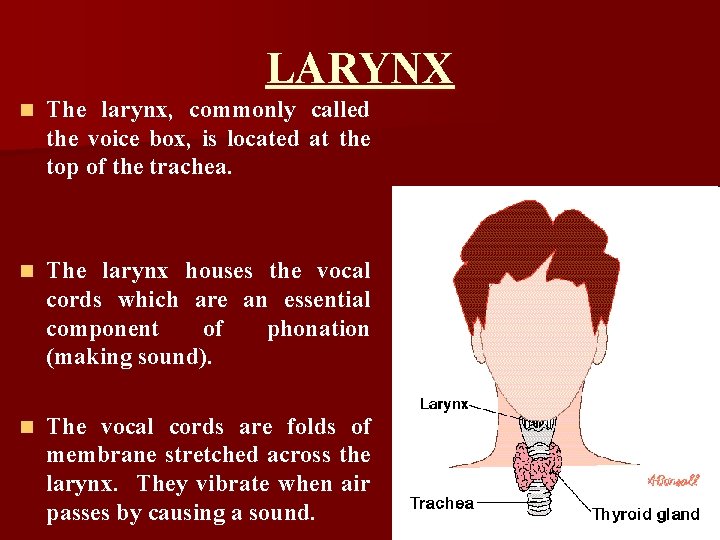 LARYNX n The larynx, commonly called the voice box, is located at the top