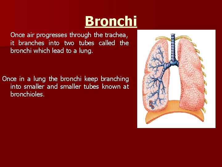 Bronchi Once air progresses through the trachea, it branches into two tubes called the