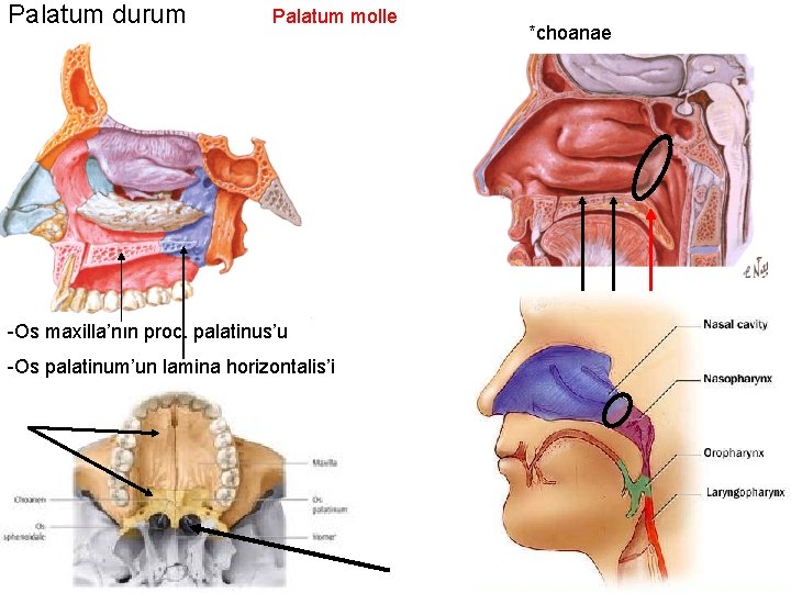 Palatum durum Palatum molle -Os maxilla’nın proc. palatinus’u -Os palatinum’un lamina horizontalis’i *choanae 