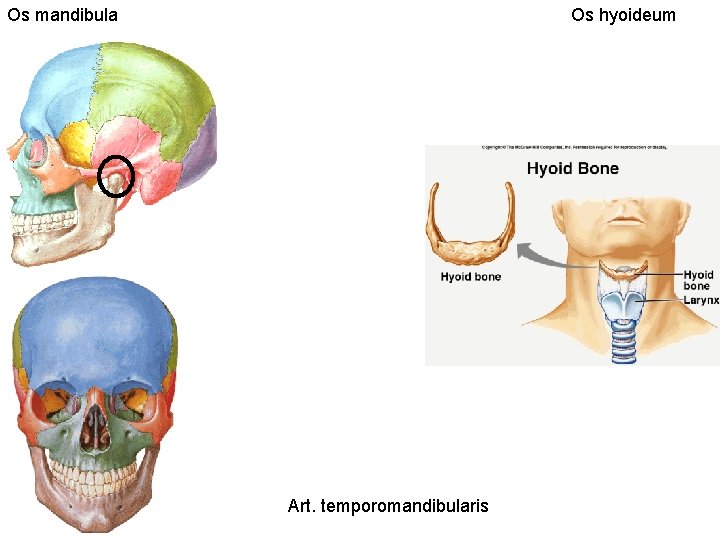 Os mandibula Os hyoideum Art. temporomandibularis 
