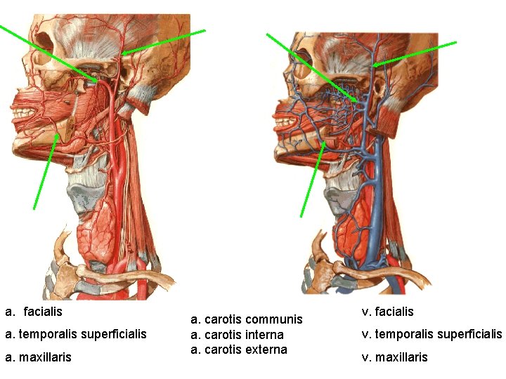 a. facialis a. temporalis superficialis a. maxillaris a. carotis communis a. carotis interna a.
