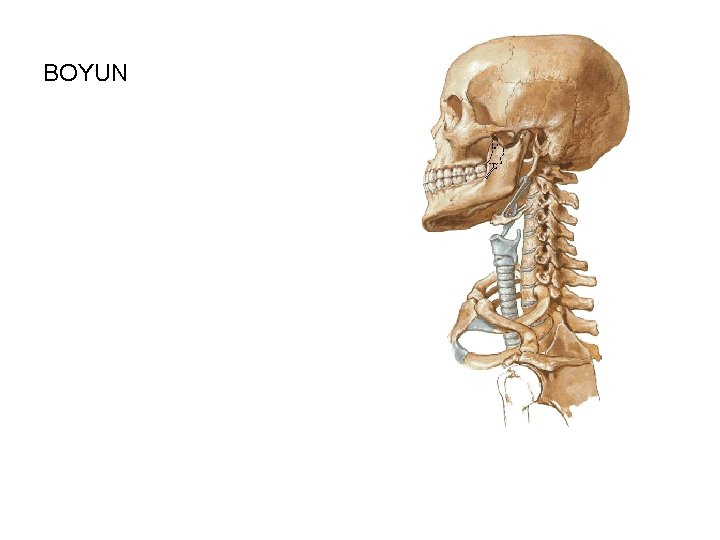 BOYUN 