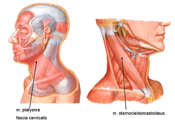 m. platysma fascia cervicalis m. sternocleidomastoideus 