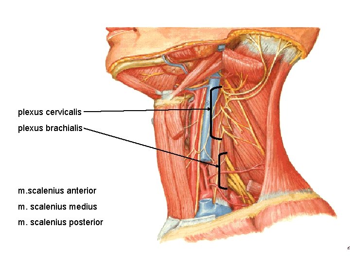 plexus cervicalis plexus brachialis m. scalenius anterior m. scalenius medius m. scalenius posterior 