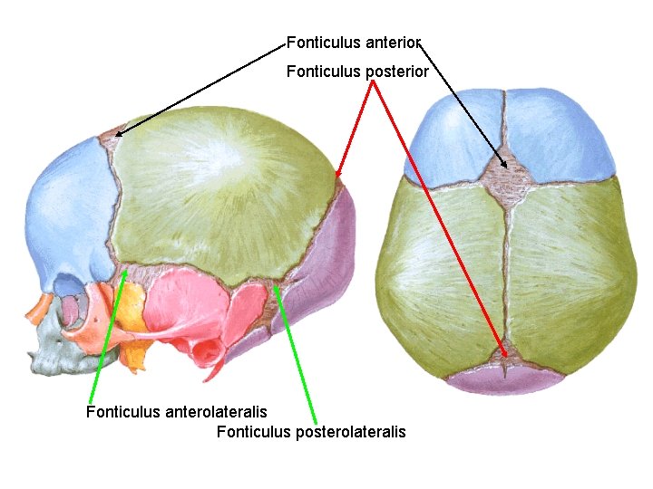 Fonticulus anterior Fonticulus posterior Fonticulus anterolateralis Fonticulus posterolateralis 
