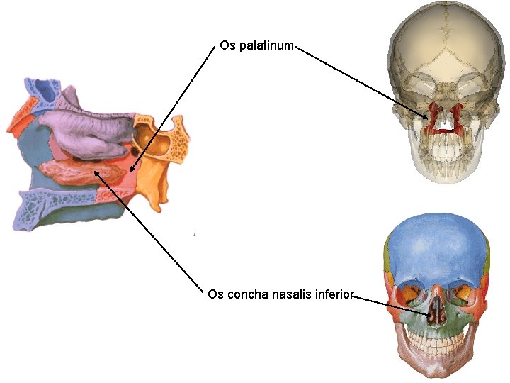 Os palatinum Os concha nasalis inferior 