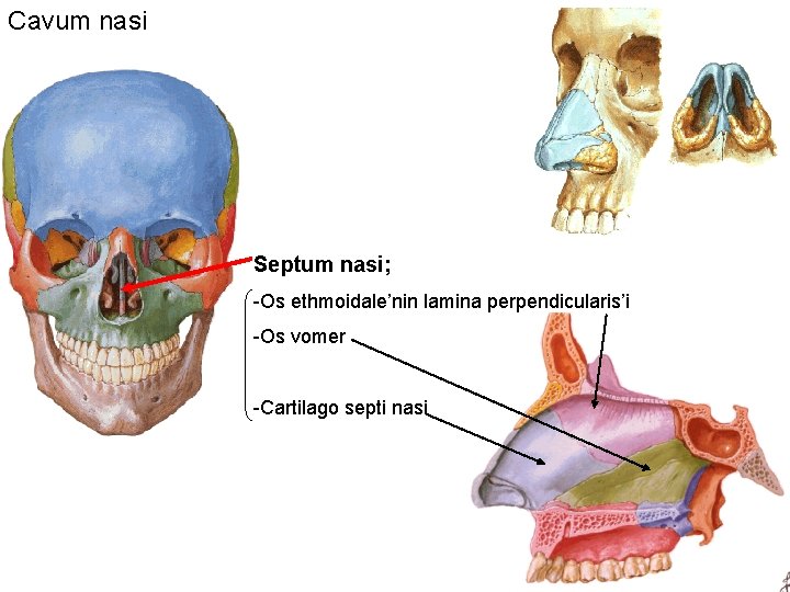 Cavum nasi Septum nasi; -Os ethmoidale’nin lamina perpendicularis’i -Os vomer -Cartilago septi nasi 