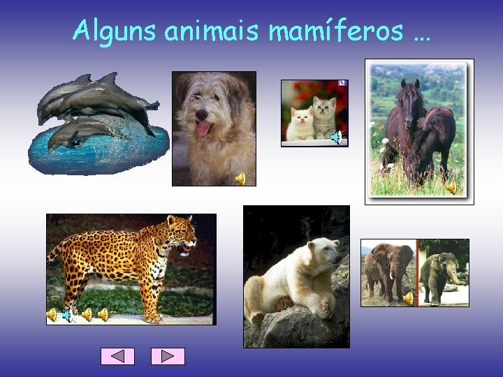 Alguns animais mamíferos … 