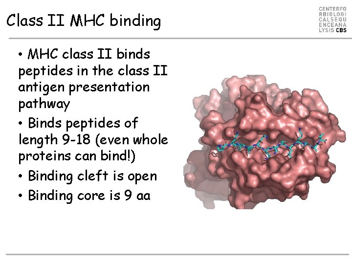 Class II MHC binding • MHC class II binds peptides in the class II Class II MHC binding • MHC class II binds peptides in the class II