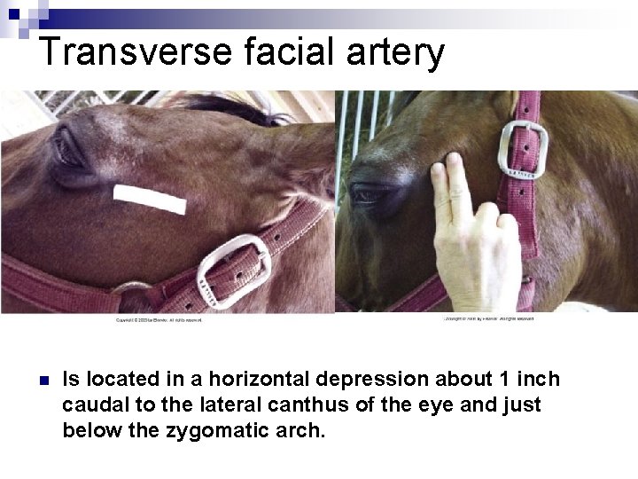 Basic Physical Examination of Horses Chapter 2 Pages