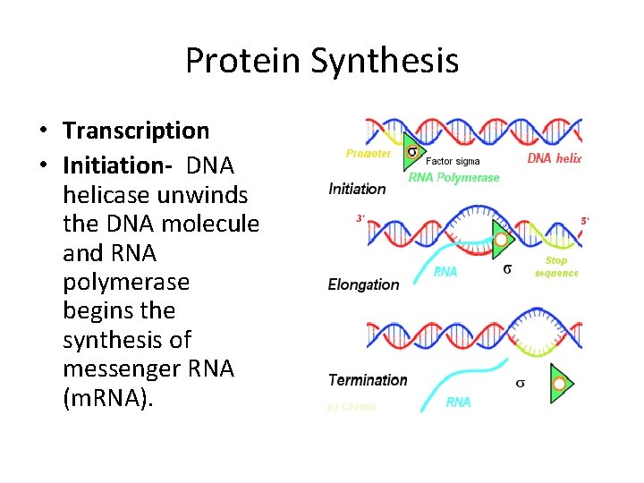 Protein Synthesis • Transcription • Initiation- DNA helicase unwinds the DNA molecule and RNA
