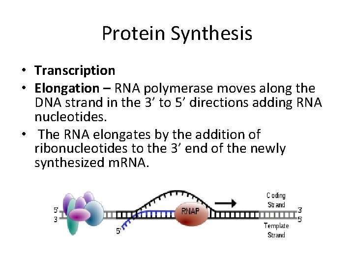 Protein Synthesis • Transcription • Elongation – RNA polymerase moves along the DNA strand