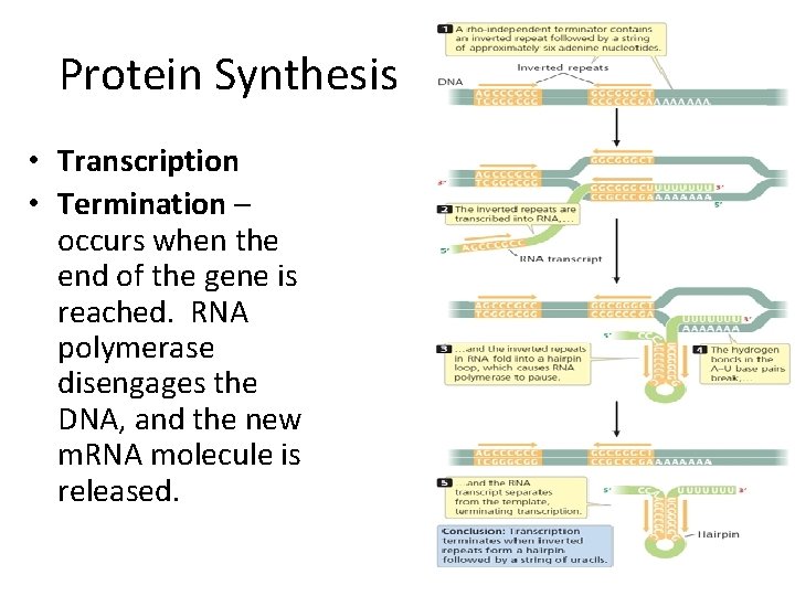 Protein Synthesis • Transcription • Termination – occurs when the end of the gene