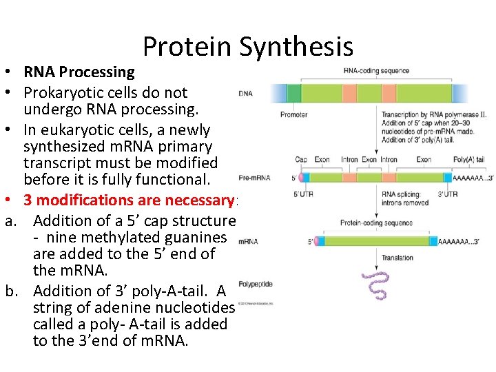 Protein Synthesis • RNA Processing • Prokaryotic cells do not undergo RNA processing. •