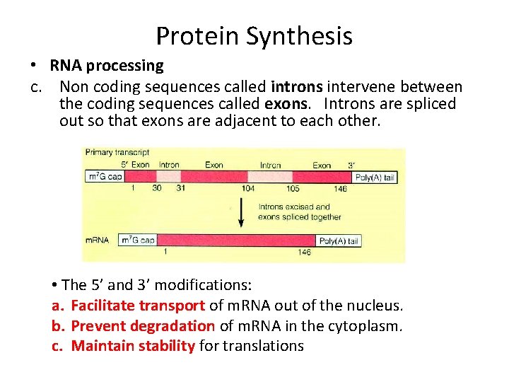 Protein Synthesis • RNA processing c. Non coding sequences called introns intervene between the