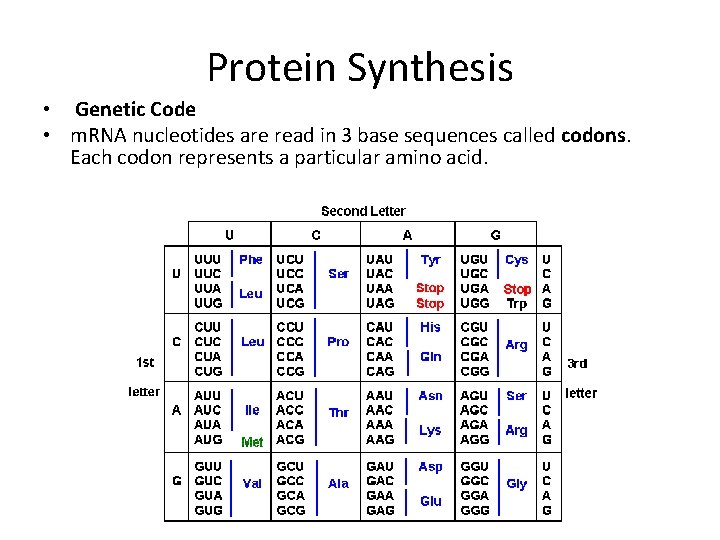 Protein Synthesis • Genetic Code • m. RNA nucleotides are read in 3 base