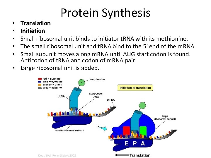 Protein Synthesis Translation Initiation Small ribosomal unit binds to initiator t. RNA with its