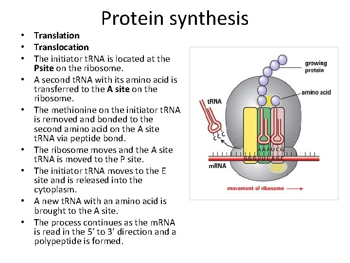 Protein synthesis • Translation • Translocation • The initiator t. RNA is located at