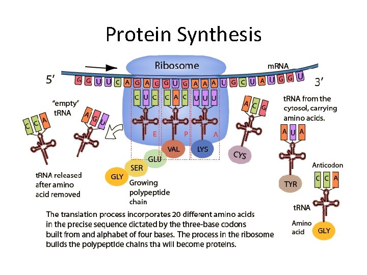 Protein Synthesis 