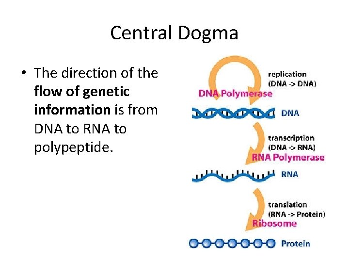 Central Dogma • The direction of the flow of genetic information is from DNA