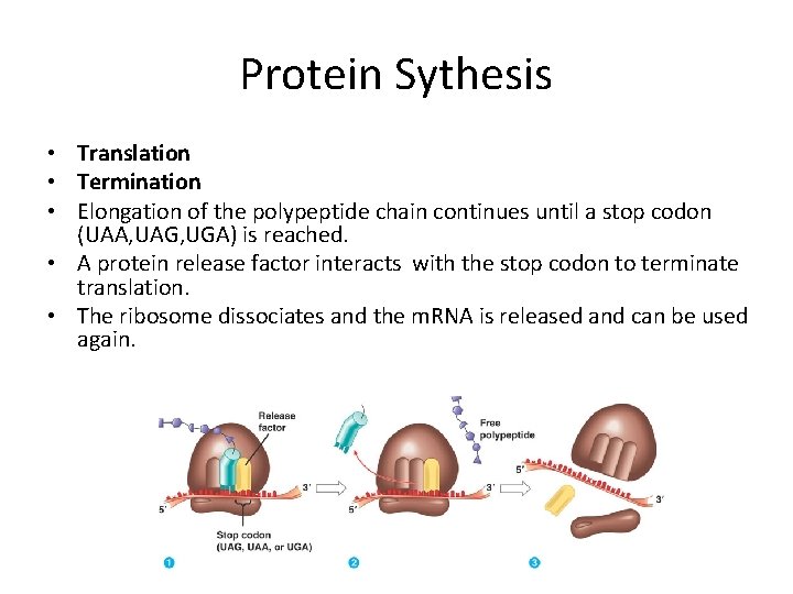 Protein Sythesis • Translation • Termination • Elongation of the polypeptide chain continues until