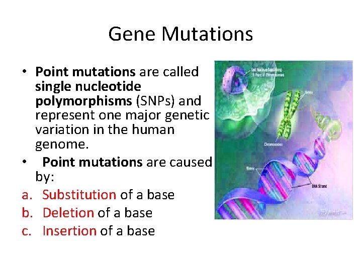 Gene Mutations • Point mutations are called single nucleotide polymorphisms (SNPs) and represent one