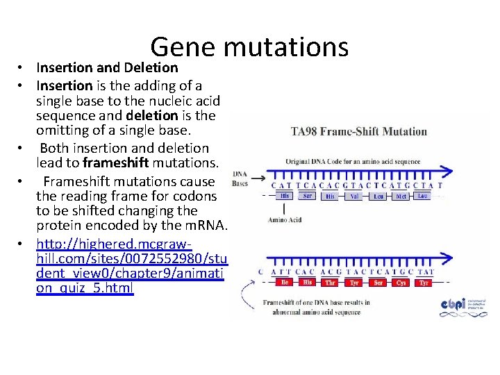 Gene mutations • Insertion and Deletion • Insertion is the adding of a single