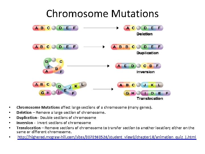 Chromosome Mutations • • • Chromosome Mutations affect large sections of a chromosome (many