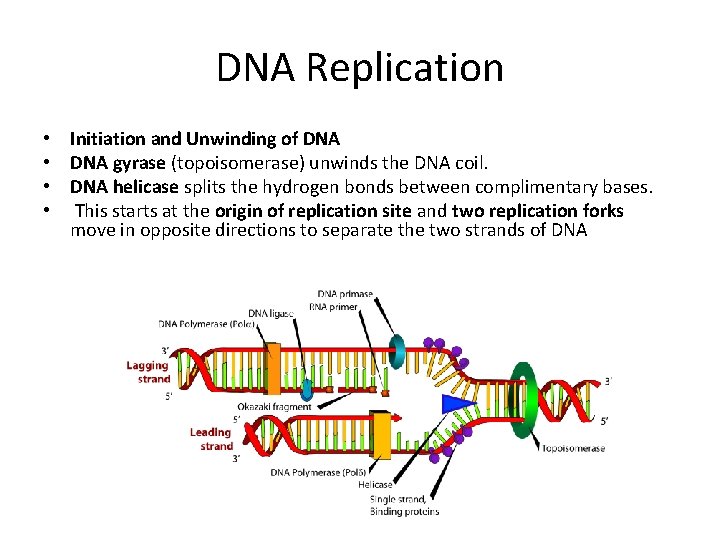 DNA Replication • Initiation and Unwinding of DNA • DNA gyrase (topoisomerase) unwinds the