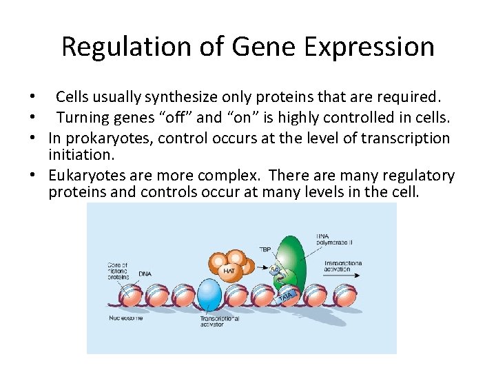 Regulation of Gene Expression • Cells usually synthesize only proteins that are required. •