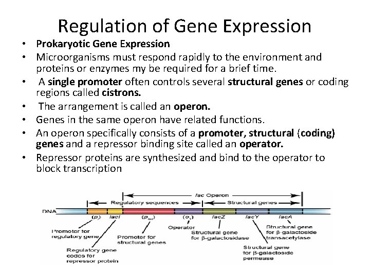 Regulation of Gene Expression • Prokaryotic Gene Expression • Microorganisms must respond rapidly to