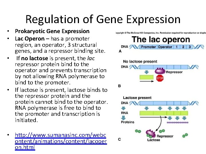 Regulation of Gene Expression • Prokaryotic Gene Expression • Lac Operon – has a