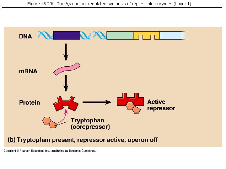 Figure 18. 20 b The trp operon: regulated synthesis of repressible enzymes (Layer 1)