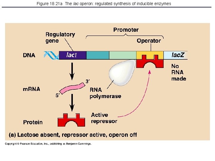 Figure 18. 21 a The lac operon: regulated synthesis of inducible enzymes 
