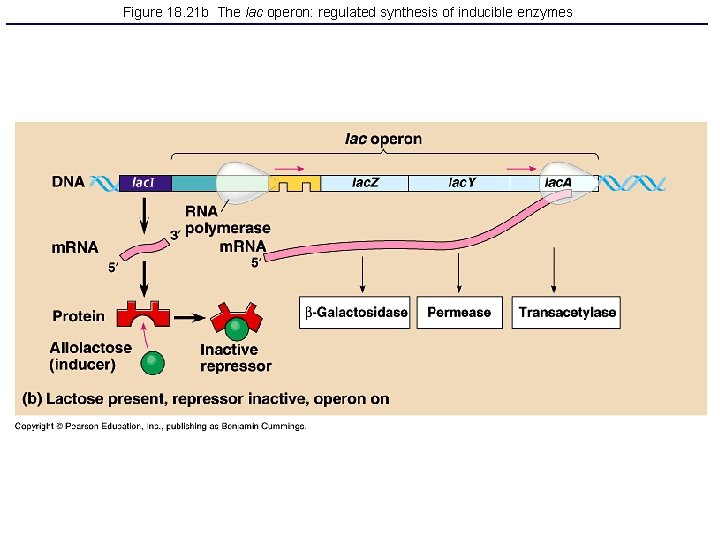 Figure 18. 21 b The lac operon: regulated synthesis of inducible enzymes 