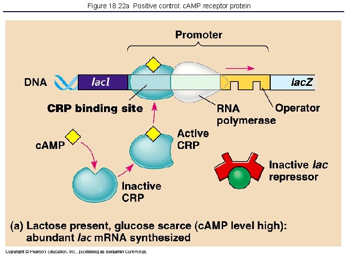 Figure 18. 22 a Positive control: c. AMP receptor protein 