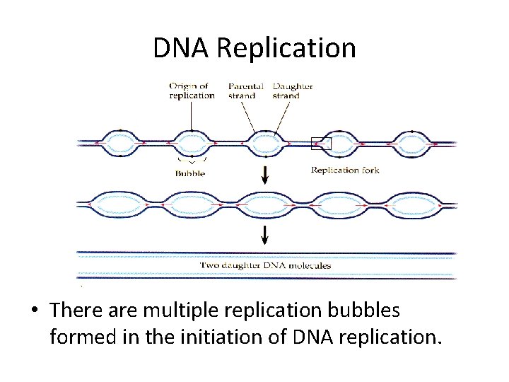 DNA Replication • There are multiple replication bubbles formed in the initiation of DNA