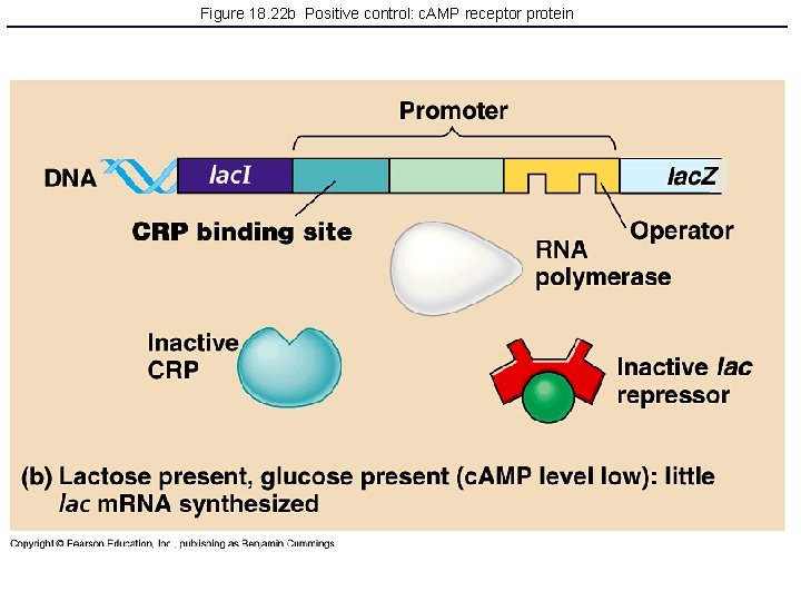 Figure 18. 22 b Positive control: c. AMP receptor protein 