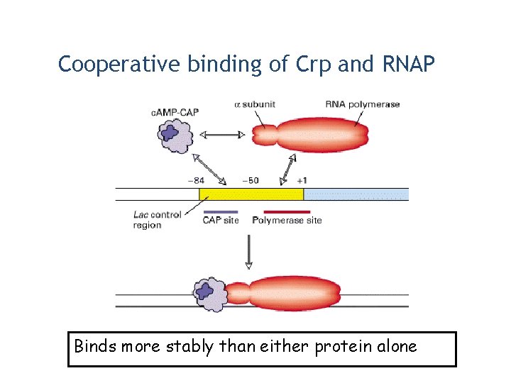 Cooperative binding of Crp and RNAP Binds more stably than either protein alone 