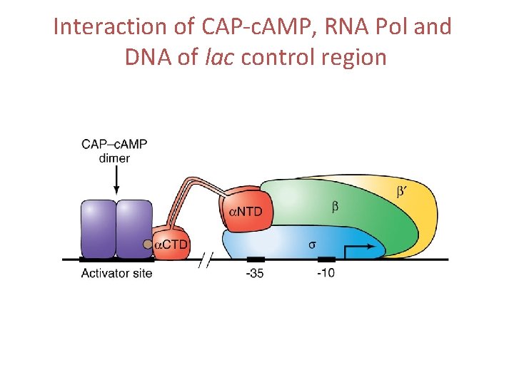 Interaction of CAP-c. AMP, RNA Pol and DNA of lac control region 