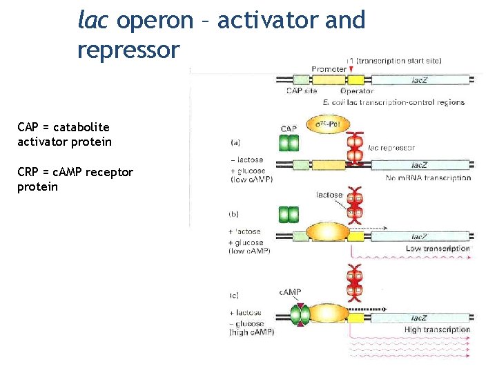 lac operon – activator and repressor CAP = catabolite activator protein CRP = c.