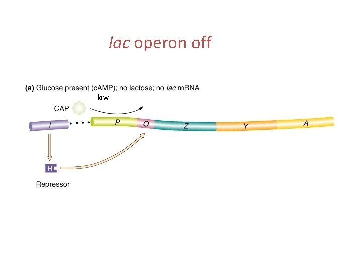 lac operon off low 