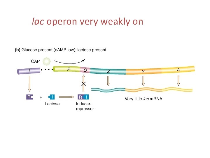 lac operon very weakly on 