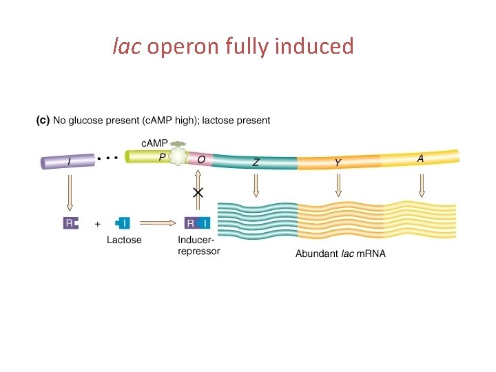 lac operon fully induced 