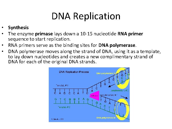 DNA Replication • Synthesis • The enzyme primase lays down a 10 -15 nucleotide