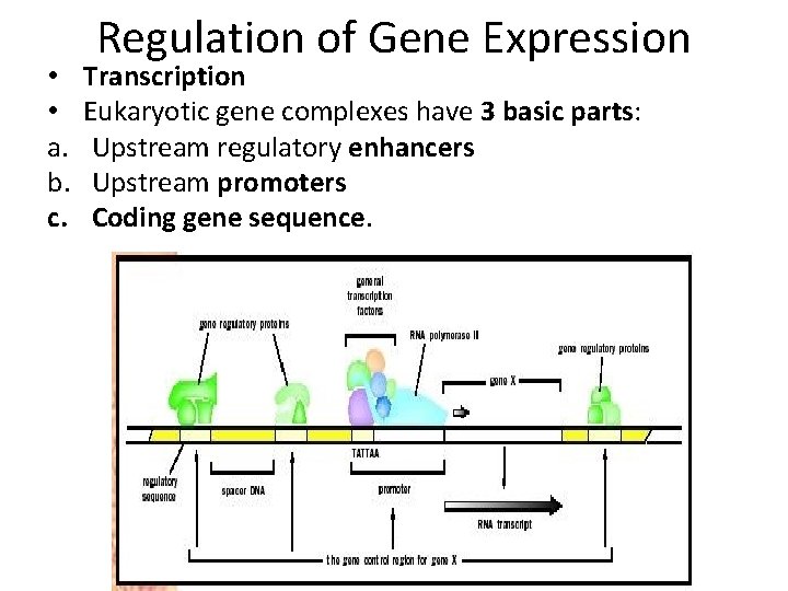  • • a. b. c. Regulation of Gene Expression Transcription Eukaryotic gene complexes